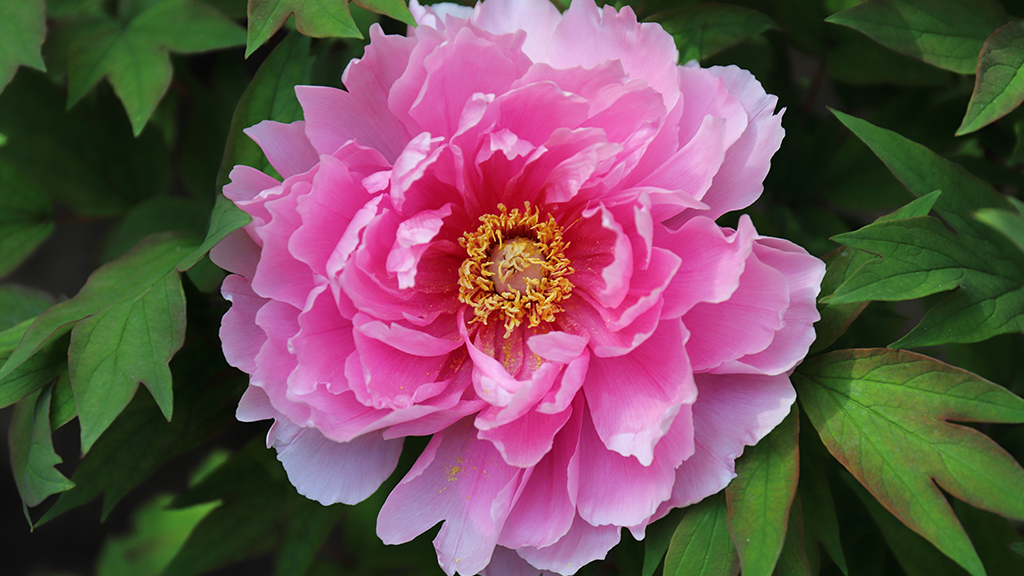 ボタンの花